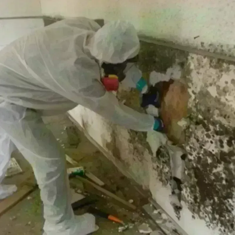 Mold Remediation and Removal in Tuolumne City, CA